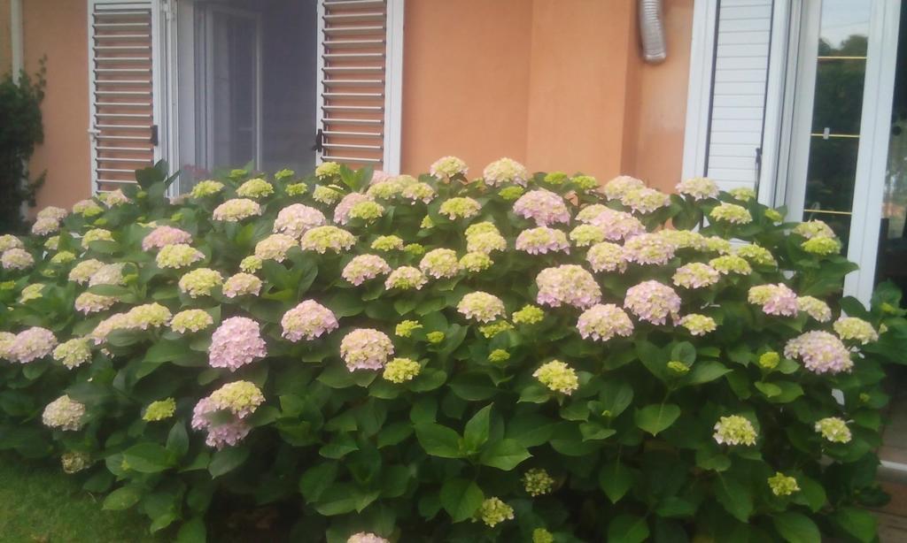 Il Tarlo Bed & Breakfast Seneghe Exterior photo
